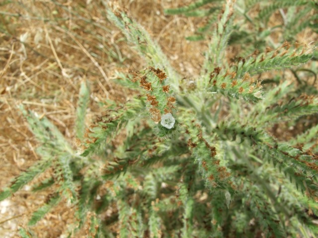 Echium italicum